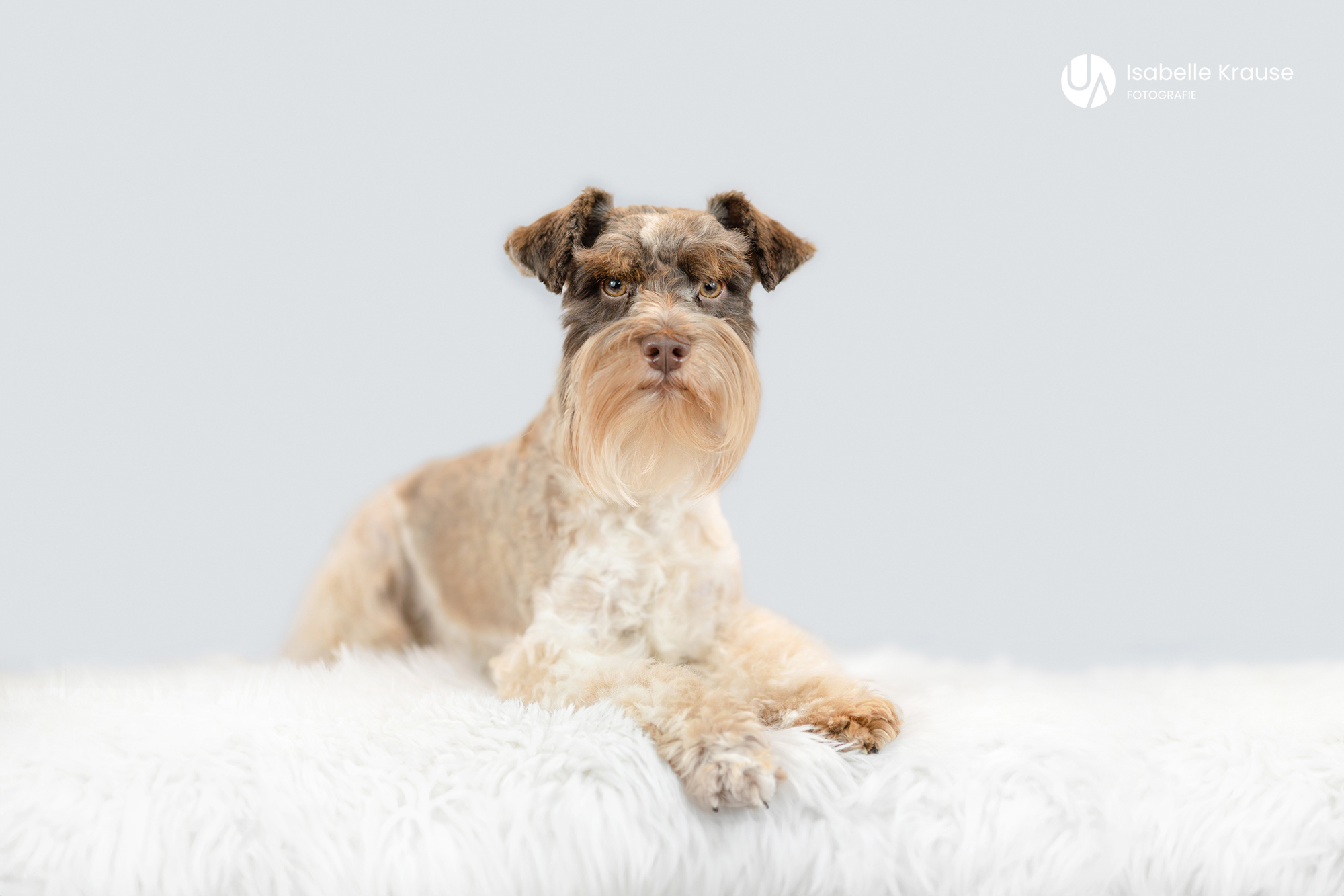 Erwachsene Hunde