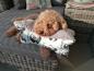 Preview: Schnoodle blond - Leseknochen, Nackenkissen, Pflegekissen