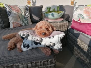 Schnoodle gescheckt - Leseknochen, Nackenkissen, Pflegekissen